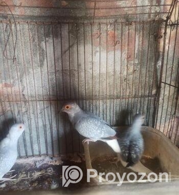 Diamond dove