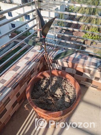 গাছ সহ টব বিক্রি হবে