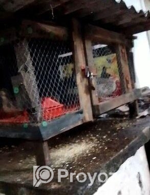 ৪০পিছ কোয়েল পাখি পালন করার সুবিধাজনক খাচা
