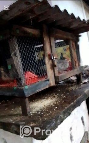 ৪০পিছ কোয়েল পাখি পালন করার সুবিধাজনক খাচা