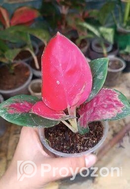 ইন্ডোর প্লান্ট