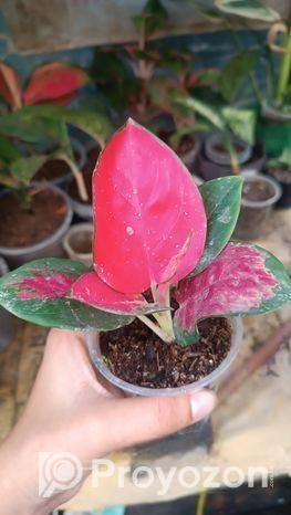 ইন্ডোর প্লান্ট