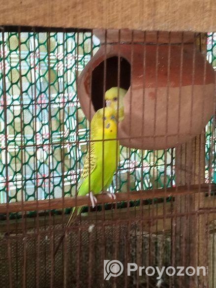 বাচ্চাসহ বাজরিকা পাখি বিক্রি হবে