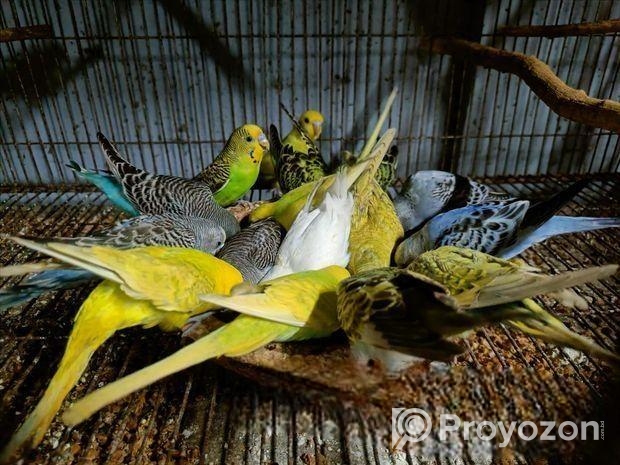 বাজরিগার পাখি