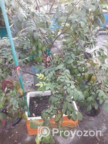 থাই কামরাঙা গাছ