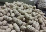 দেশি বাদাম