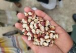 সিমের বীজ