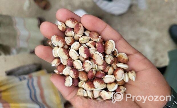 সিমের বীজ