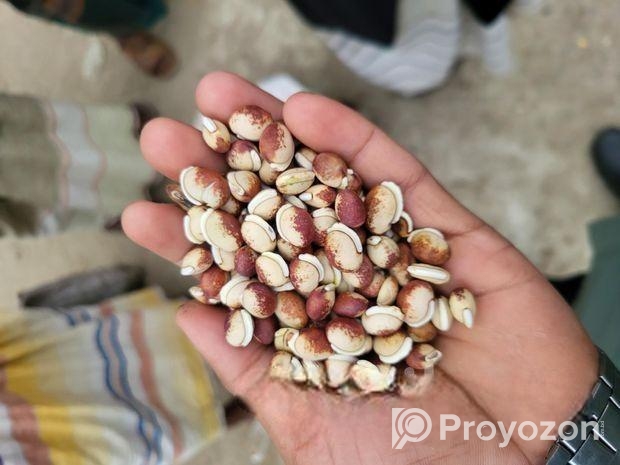 সিমের বীজ