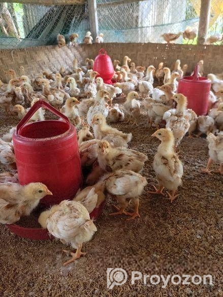 লেয়ার মুরগীর বাচ্চা