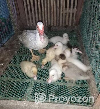 সাদা চিনা হাসের বাচ্চা
