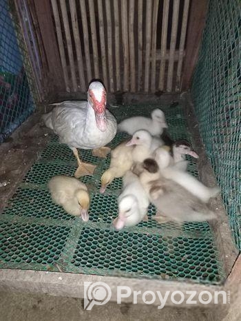 সাদা চিনা হাসের বাচ্চা