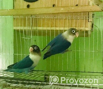 Love bird