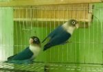 Love bird
