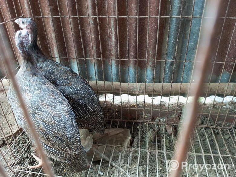 তিথি মুরগি,,