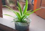 Spider Plant (Indoor Plant)