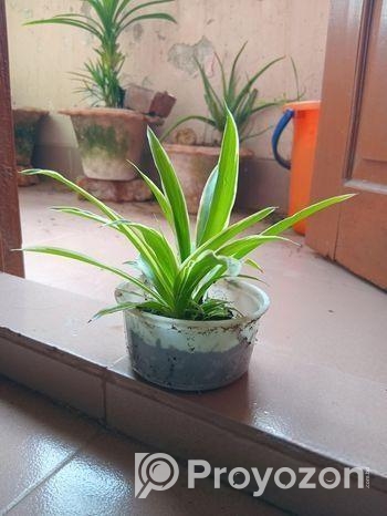Spider Plant (Indoor Plant)