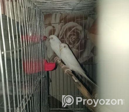 এলবিনো বাজরিগা বিক্রি করা হবে
