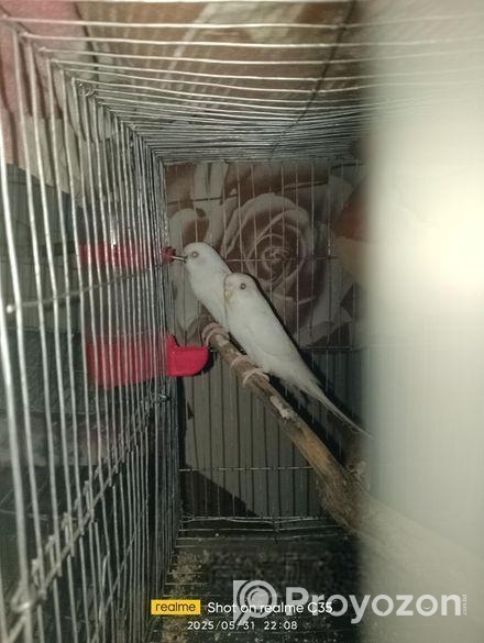 এলবিনো বাজরিগা বিক্রি করা হবে