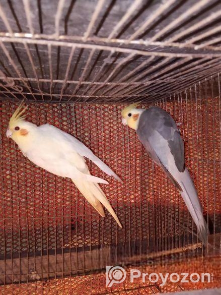 টেম ককাটেল