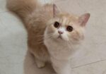 Persian Cat(long Hair)
