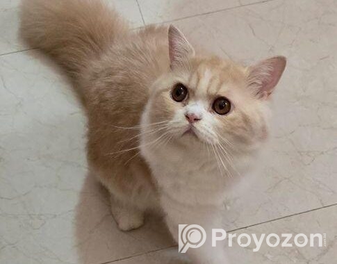 Persian Cat(long Hair)