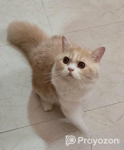 Persian Cat(long Hair)