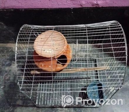নতুন খাঁচা ফুল সেট আপ সেল হবে