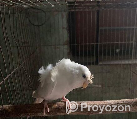 ফিমেল জাপানিজ বাজিগার বিক্রি হবে মিটিং করা পাখি