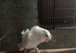 ফিমেল জাপানিজ বাজিগার বিক্রি হবে মিটিং করা পাখি