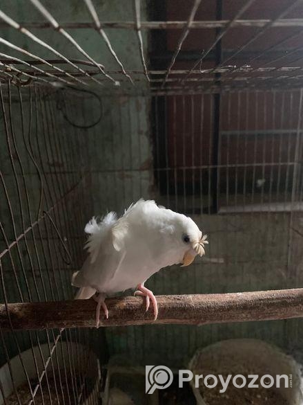 ফিমেল জাপানিজ বাজিগার বিক্রি হবে মিটিং করা পাখি