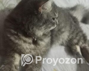 fitted-36_2025-10-21_11-52-50