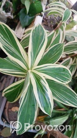 ইন্ডোর প্লান্ট