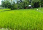 বিস্কুট কোম্পানির পিছনে সুন্দর জায়গা