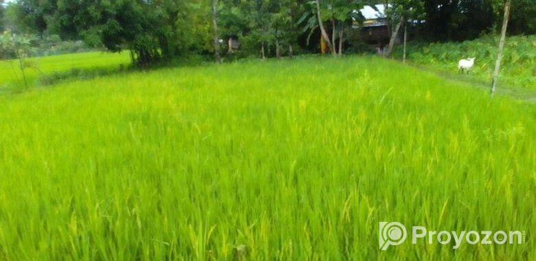 বিস্কুট কোম্পানির পিছনে সুন্দর জায়গা