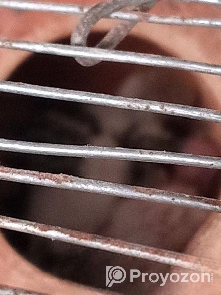 বাচ্চাসহ বাজরিকা পাখি বিক্রি হবে