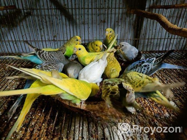 বাজরিগার পাখি