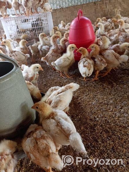 লেয়ার মুরগীর বাচ্চা