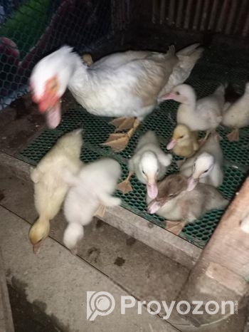 সাদা চিনা হাসের বাচ্চা