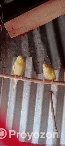 লুটিনো রেড আই বাজিগার