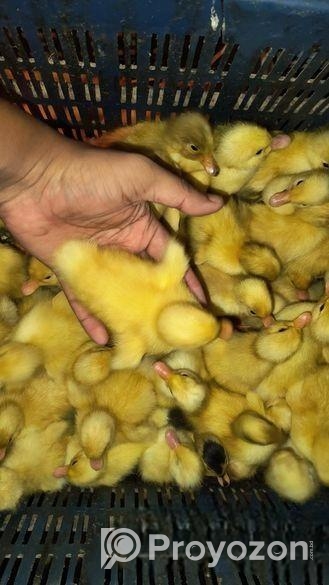 এক দিন বয়সের হাঁসের বাচ্চা বিক্রি করা হবে