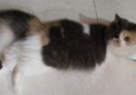 Persian Cat(long Hair)