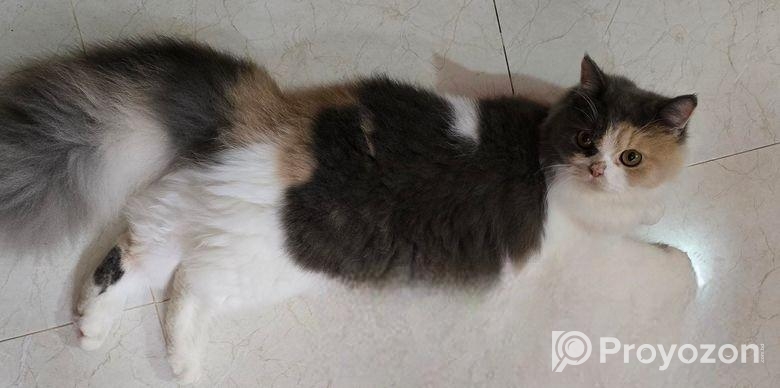 Persian Cat(long Hair)