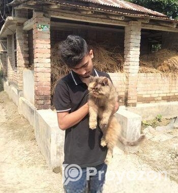 Cat sale