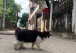 Parsiyan Cat