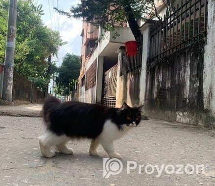 Parsiyan Cat
