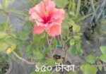 গাছ বিক্রি