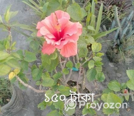 গাছ বিক্রি