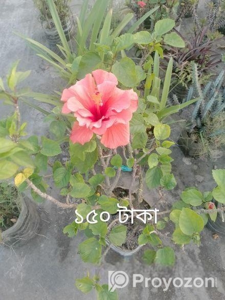 গাছ বিক্রি