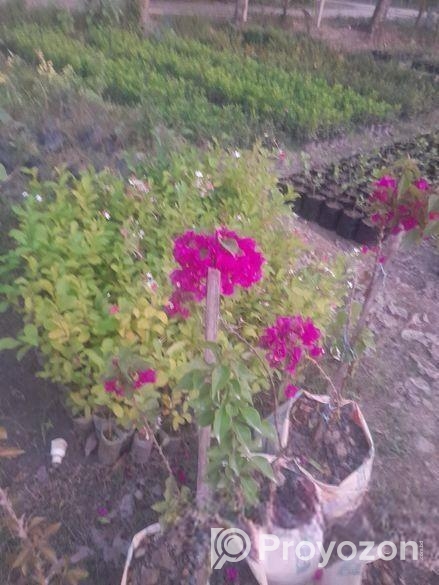 বাগান বিলাস